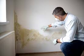 New Braunfels, TX Mold Removal Company